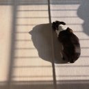 오복동물치과병원 이미지