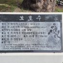 소동느티나무 이미지