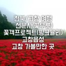 전북/고창 여행 고창 가볼만한 곳 선운사(꽃무릇) 꽃객프로젝트(핑크뮬리) 고창읍성_초가을