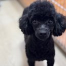 토리켄넬 이미지