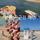 6월13일 名不虛傳 강능 감성해변 해중공원 &amp; 동해무능별 유천지 라벤더 출사 이미지