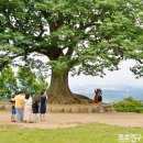 나리목장 이미지