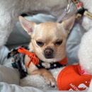 댕굴댕굴 반려견 유치원 이미지