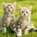 나만고양이없어 이미지