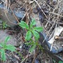 선녀농장 이미지