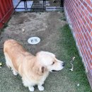 행복2길 | [찐내돈내산 캠핑후기] 공주 반하면오토캠핑장 애견동반 + 22년생 아기와 행복했던 가을캠핑 💛