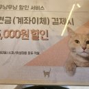 고양이 무마취미용&호텔 무냥무냥 부산서면점 이미지