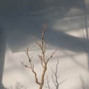 해당 Daum카페