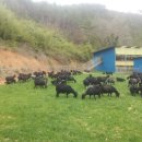 초원흑염소 이미지