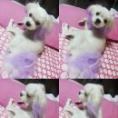 쁘띠시앙펫살롱 네이버블로그