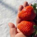 우공농장 | 미미호호 딸기 후기｜우공의 금실딸기 첫 출하, 선물용으로 만족했던 이유