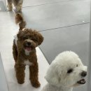 새롬애견 이미지