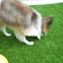 옐레드 애견유치원 & 호텔 고양덕은점 이미지