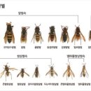 우리나라 말벌의 종류 이미지