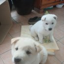 달아실 농원 이미지