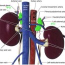부신메디칼 이미지