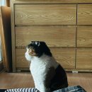 김사위치킨 | [임신일기#41] 쏘핫한 순천찹쌀떡 / 소중한 사람들과 행복한 시간을 보낸 35주❤️이제 진짜 마지막 장거리!