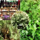 대원아로마 이미지