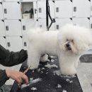 부산애견 이미지