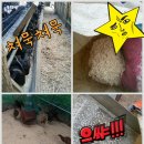 알콩달콩 흑염소 농장 이미지
