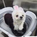 조은애견미용 이미지