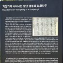 함안 영동리 회화나무 | 경남 함안 영동리 회화나무, 성산산성, 무진정