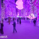 빛의 숲 이미지