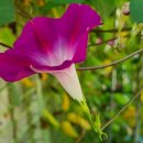 소리나팔꽃 이미지