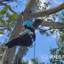 국제트리플레잉협회 이미지