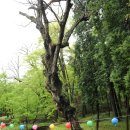 선암사매표소_매표소 | 전남 봄 가볼만한 곳! 촉촉히 젖은 조계산 천년 고찰, 순천 선암사 겹벚꽃의 깊은 숨결