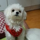 멍클레어 이미지