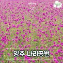 양주어린이집 | 양주 나리공원 천일홍 축제 입장료 주차 이용후기
