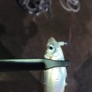 석동축산 이미지