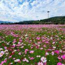 금호강하중도 이미지