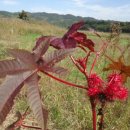 알멕스랜드 캠핌장 이미지