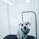 모모펫그루머 이미지