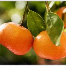 셀린의원 이미지