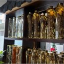 심마니네 약초백숙 이미지