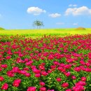 의성염매시장 화장실 | [경북/명소]의성 조문국사적지 작약꽃 절정 시기 🌸 주차·맛집·카페까지 완벽 정리