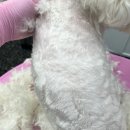 비비펫살롱 이미지