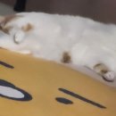 꼬미드림 이미지