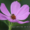 삼겹살동동 이미지