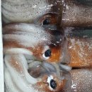 오징어바다 Daum카페