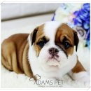 댕댕러브펫 | 구리애견샵 둘이 항상 마주하며!