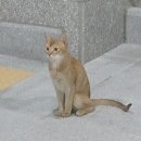 왕실동물병원 이미지