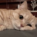 번개PC방 이미지