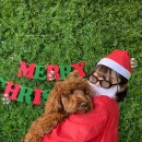 펫타리움 청담점 이미지