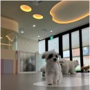 반려담애견유치원 이미지