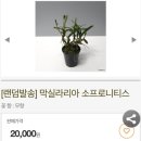 앵두난원