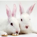 토끼 - 흰 토끼는 알비노 이미지